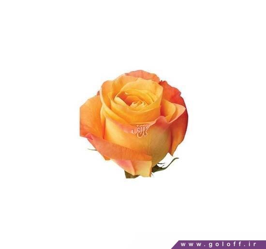 سفارش گل اینترنتی - گل رز هلندی وودو - Rose | گل آف